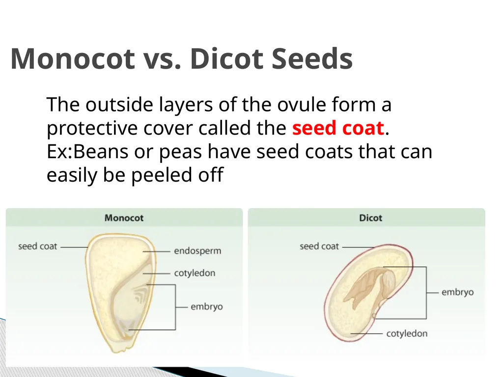 PLANTS: REPRODUCTION, GROWTH & SUSTAINABILTY - slide 16 of 37