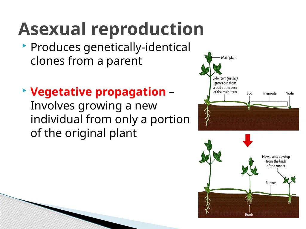 PLANTS: REPRODUCTION, GROWTH & SUSTAINABILTY - slide 18 of 37