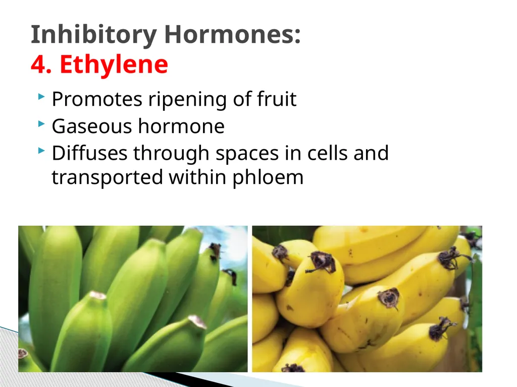 PLANTS: REPRODUCTION, GROWTH & SUSTAINABILTY - slide 30 of 37