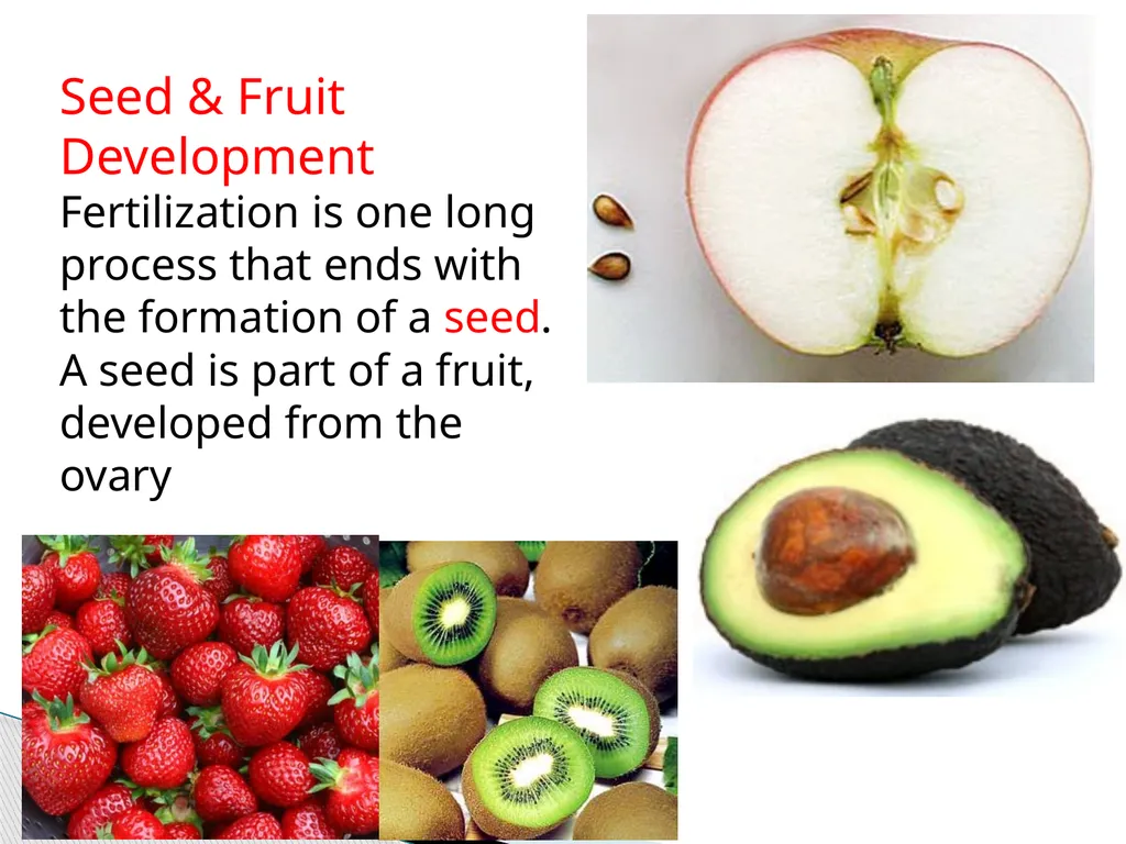 PLANTS: REPRODUCTION, GROWTH & SUSTAINABILTY - slide 15 of 37