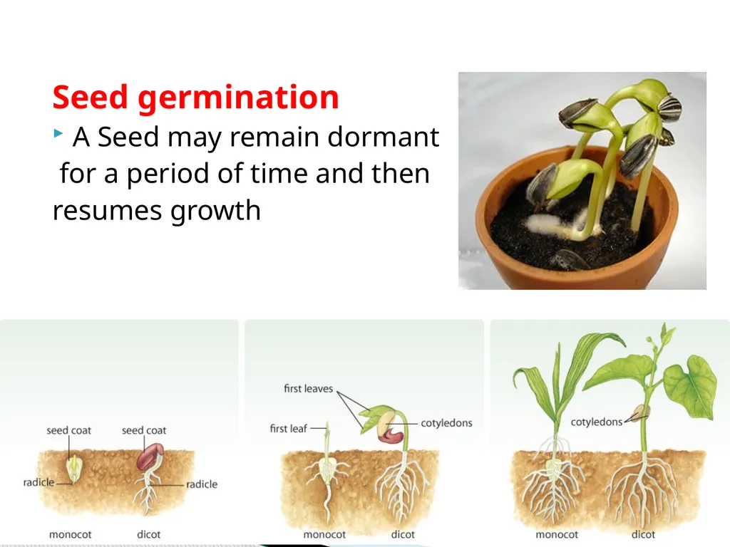 PLANTS: REPRODUCTION, GROWTH & SUSTAINABILTY - slide 17 of 37