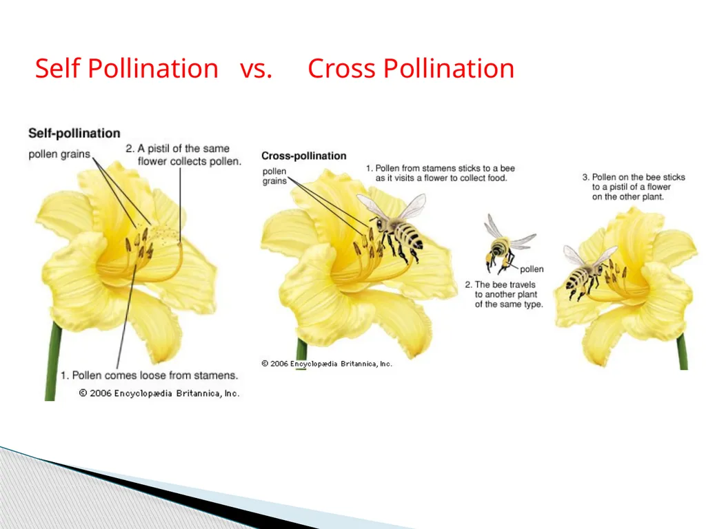 PLANTS: REPRODUCTION, GROWTH & SUSTAINABILTY - slide 13 of 37