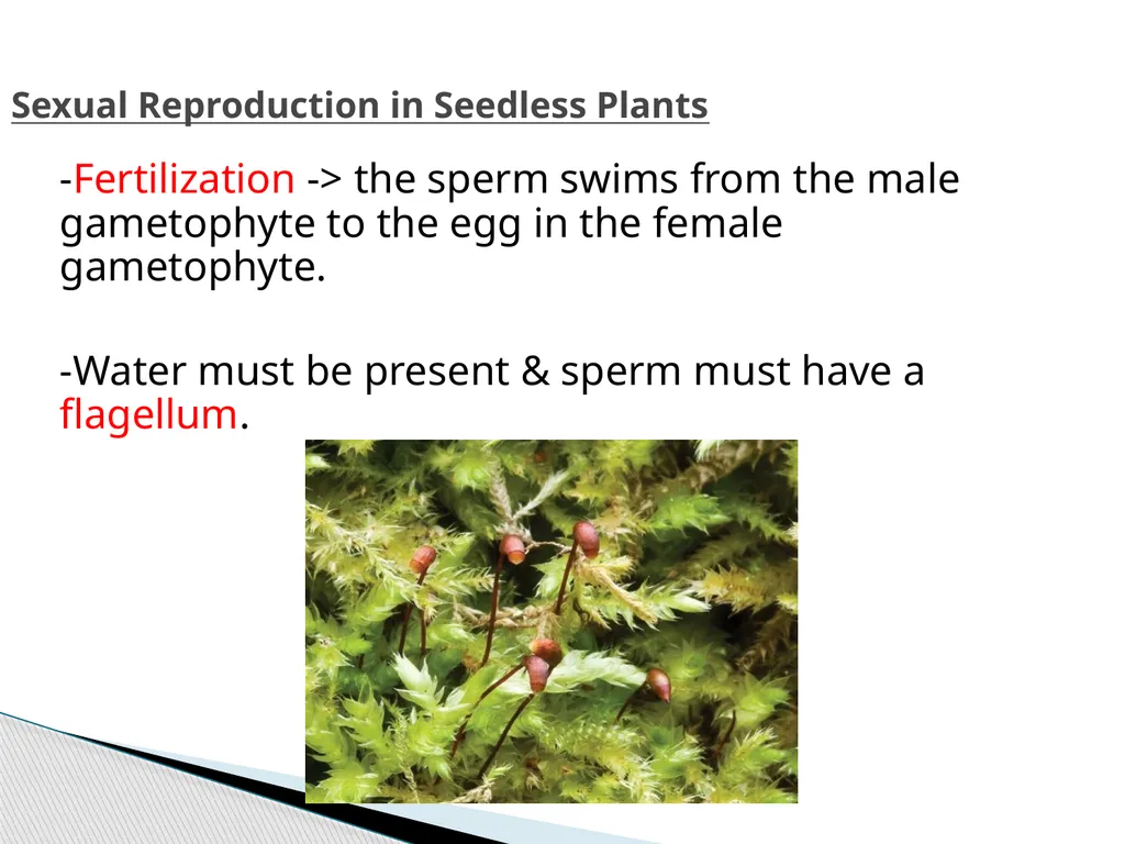 PLANTS: REPRODUCTION, GROWTH & SUSTAINABILTY - slide 7 of 37