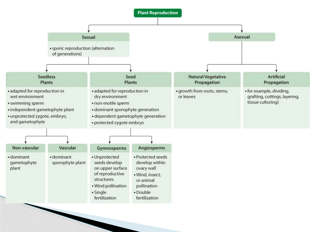 PLANTS: REPRODUCTION, GROWTH & SUSTAINABILTY - slide 6 of 37