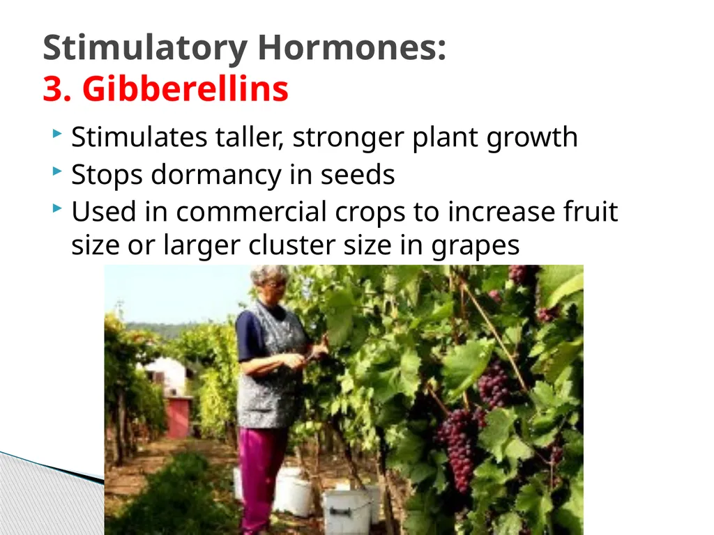 PLANTS: REPRODUCTION, GROWTH & SUSTAINABILTY - slide 29 of 37