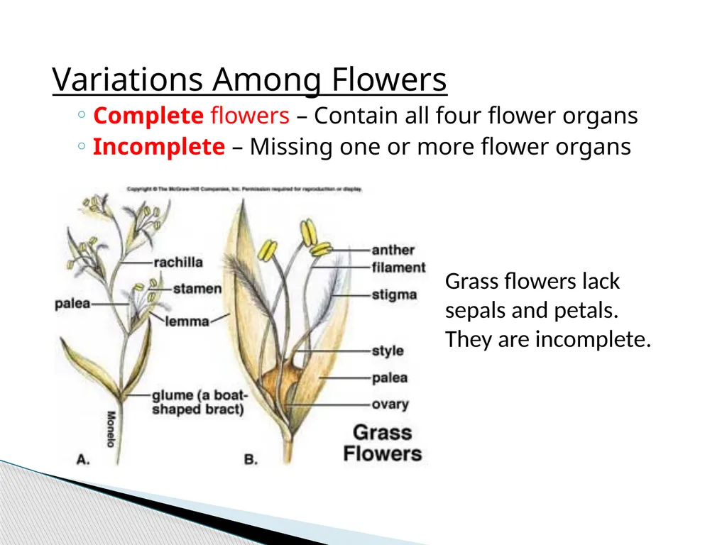 PLANTS: REPRODUCTION, GROWTH & SUSTAINABILTY - slide 11 of 37