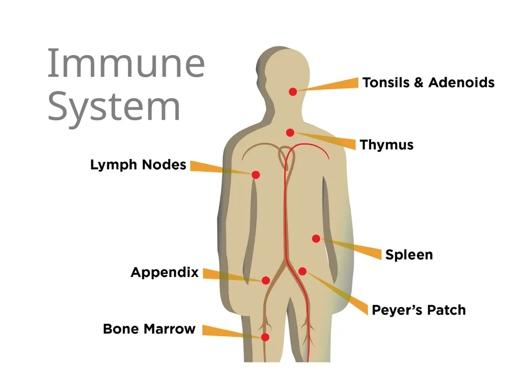 IMMUNE SUPPORT What Does the Immune System Do? - slide 3 of 15