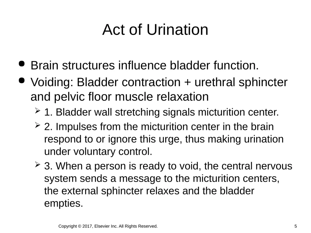 Chapter 46 Urinary Elimination Copyright © 2017, - slide 5 of 39