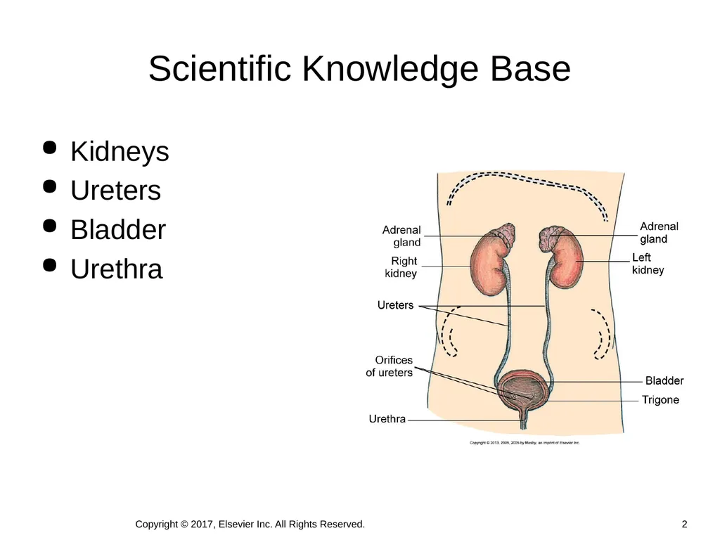 Chapter 46 Urinary Elimination Copyright © 2017, - slide 2 of 39