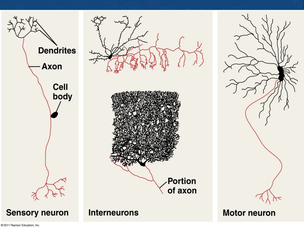 Nervous System: Part I Introduction to the Nervous - slide 13 of 23