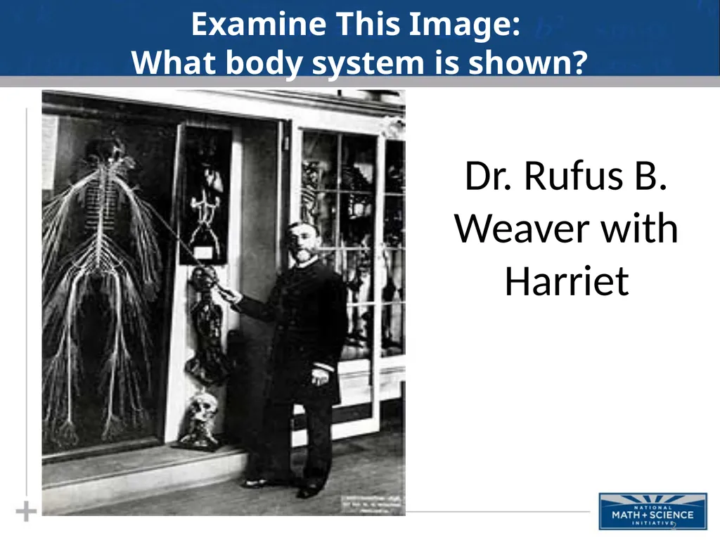 Nervous System: Part I Introduction to the Nervous - slide 2 of 23