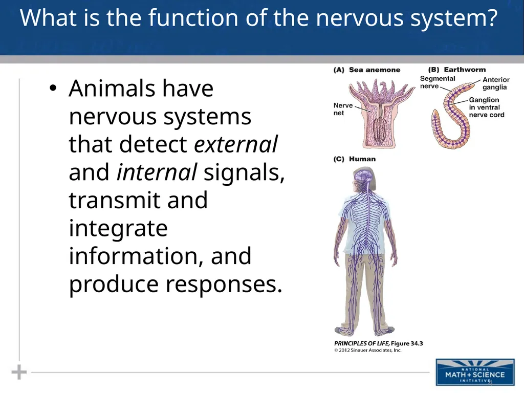 Nervous System: Part I Introduction to the Nervous - slide 4 of 23