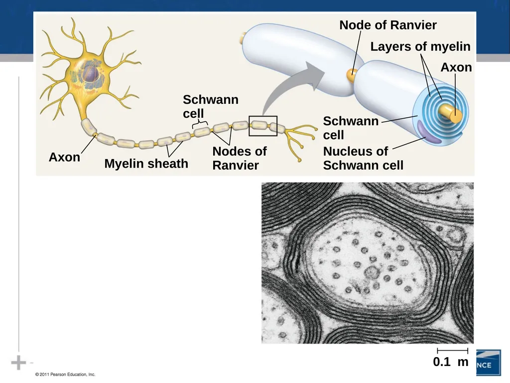 Nervous System: Part I Introduction to the Nervous - slide 21 of 23