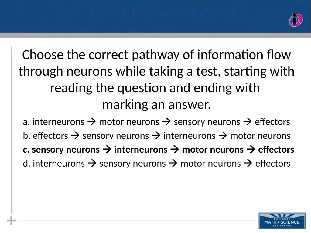 Nervous System: Part I Introduction to the Nervous - slide 16 of 23
