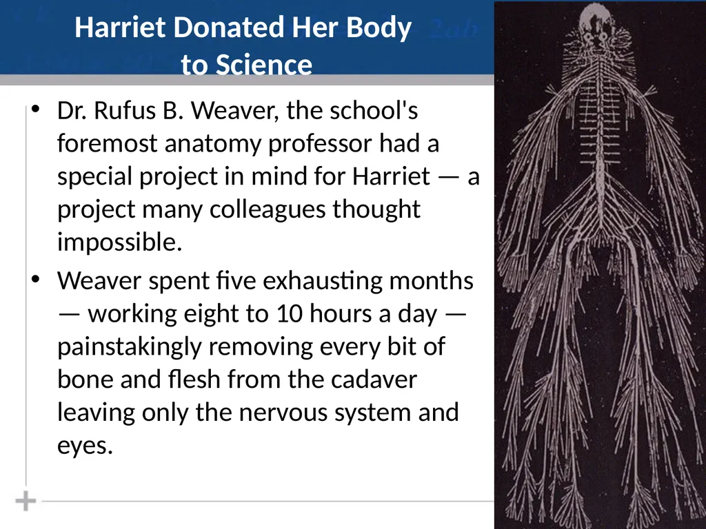 Nervous System: Part I Introduction to the Nervous - slide 3 of 23
