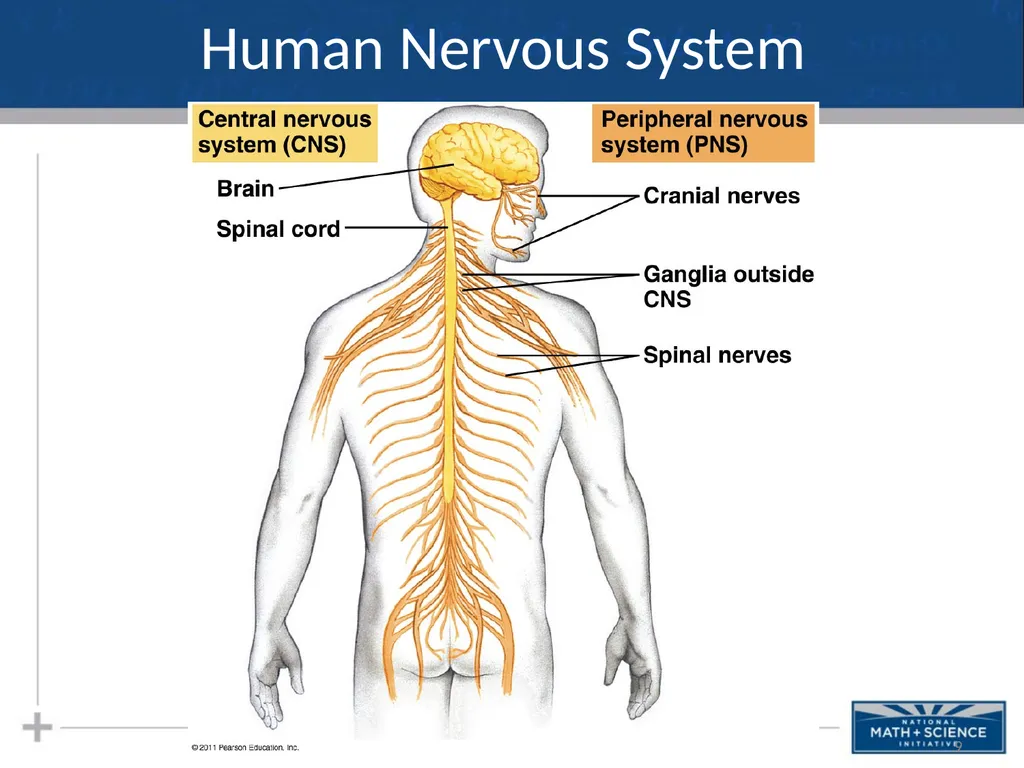 Nervous System: Part I Introduction to the Nervous - slide 9 of 23