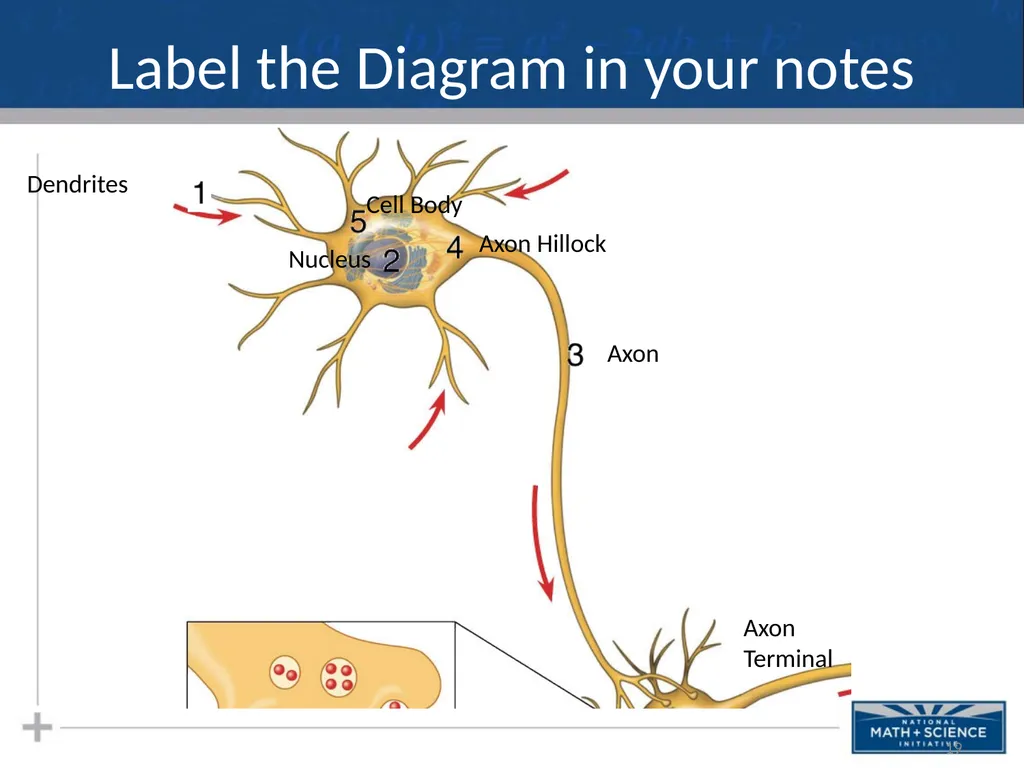 Nervous System: Part I Introduction to the Nervous - slide 19 of 23
