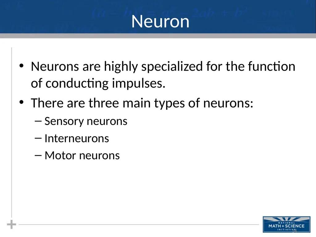 Nervous System: Part I Introduction to the Nervous - slide 14 of 23