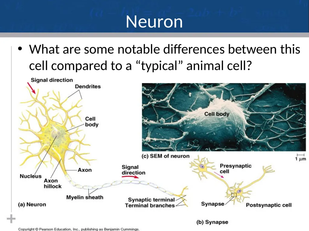 Nervous System: Part I Introduction to the Nervous - slide 17 of 23