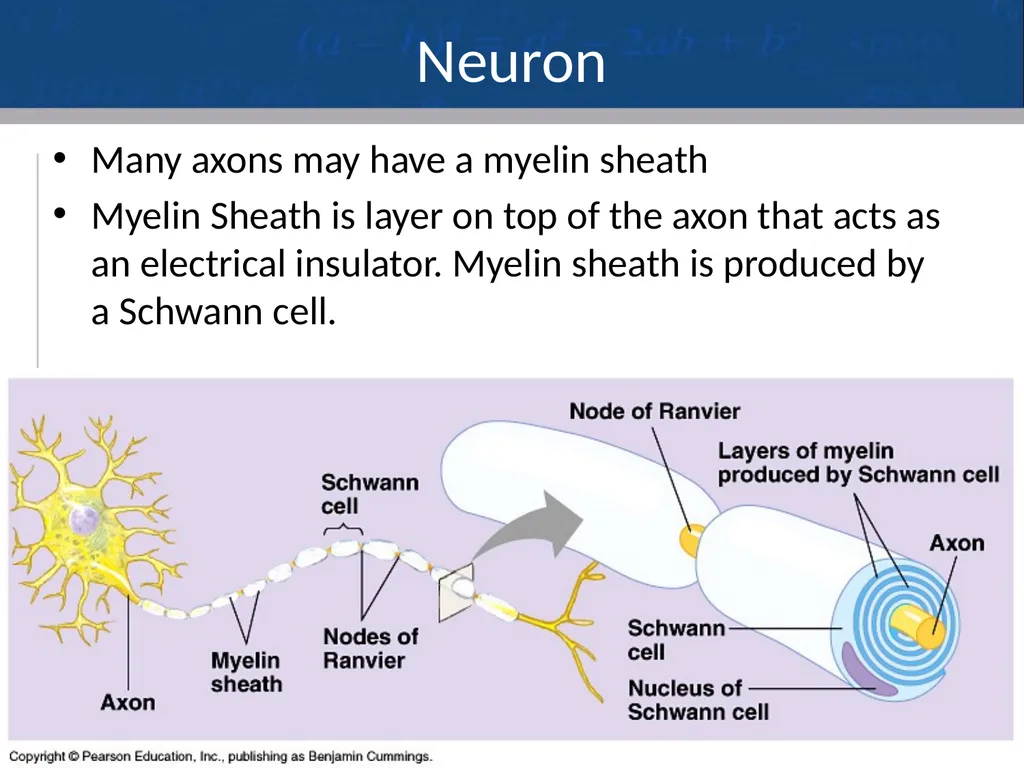Nervous System: Part I Introduction to the Nervous - slide 20 of 23