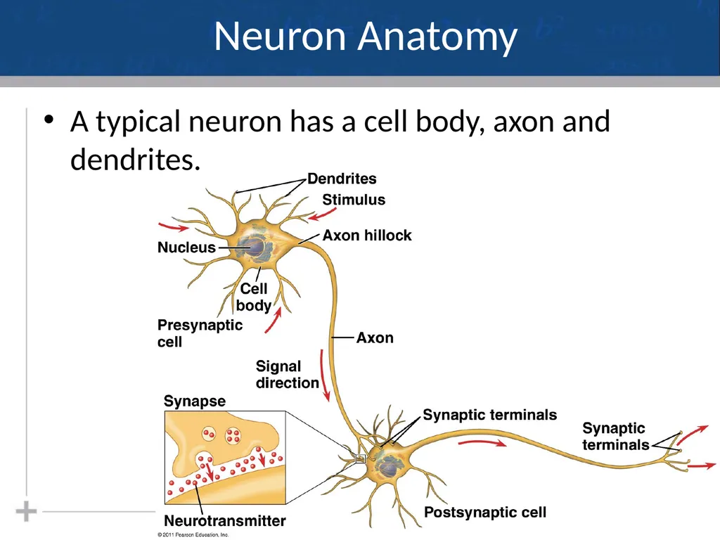Nervous System: Part I Introduction to the Nervous - slide 18 of 23
