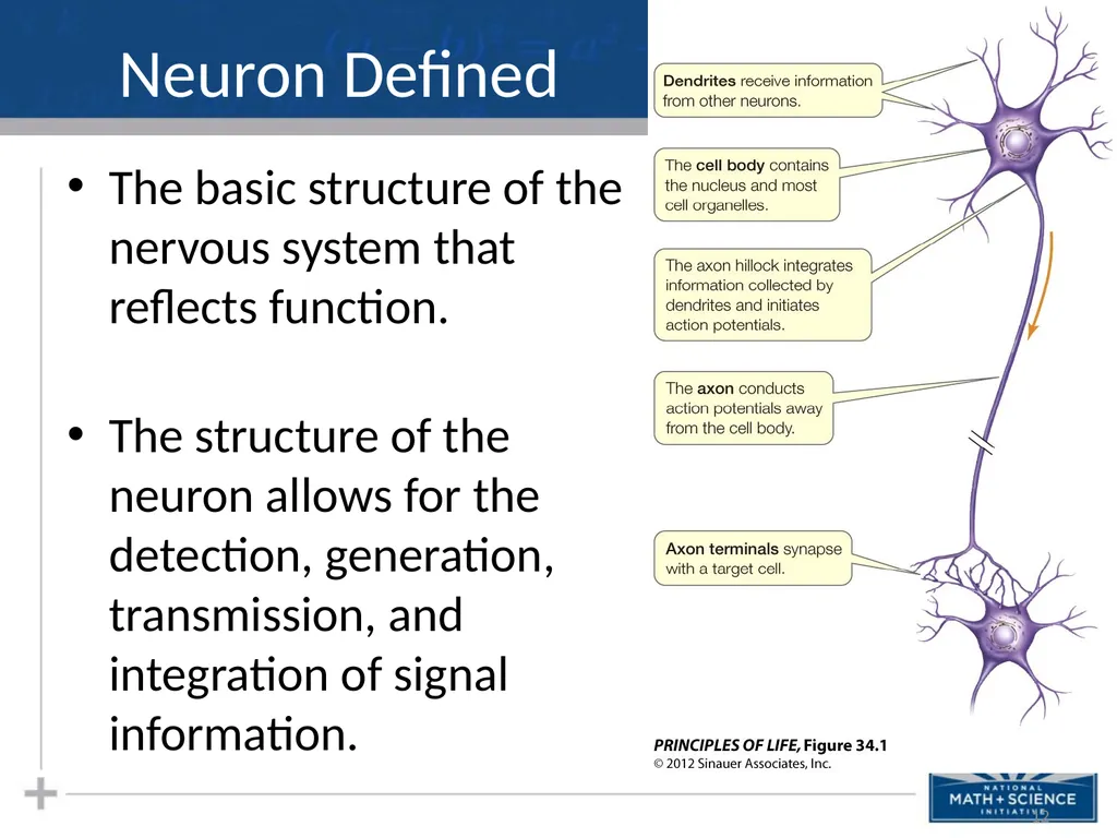Nervous System: Part I Introduction to the Nervous - slide 12 of 23
