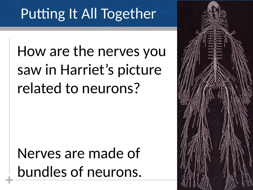 Nervous System: Part I Introduction to the Nervous - slide 23 of 23