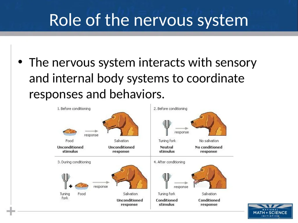 Nervous System: Part I Introduction to the Nervous - slide 5 of 23