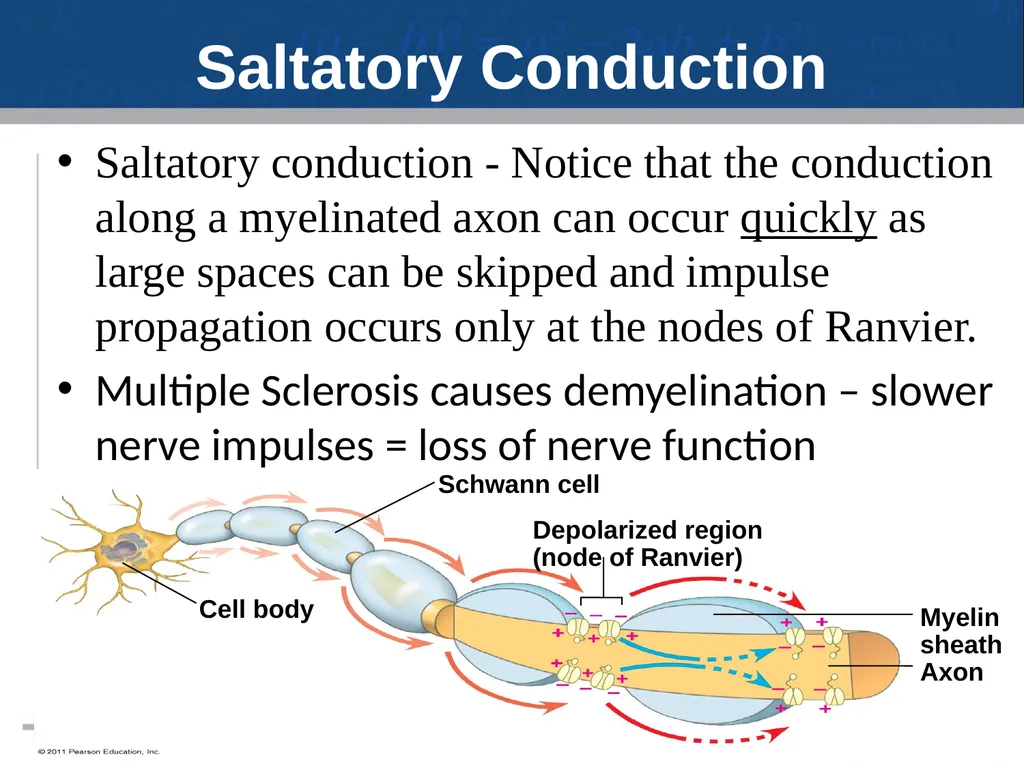 Nervous System: Part I Introduction to the Nervous - slide 22 of 23