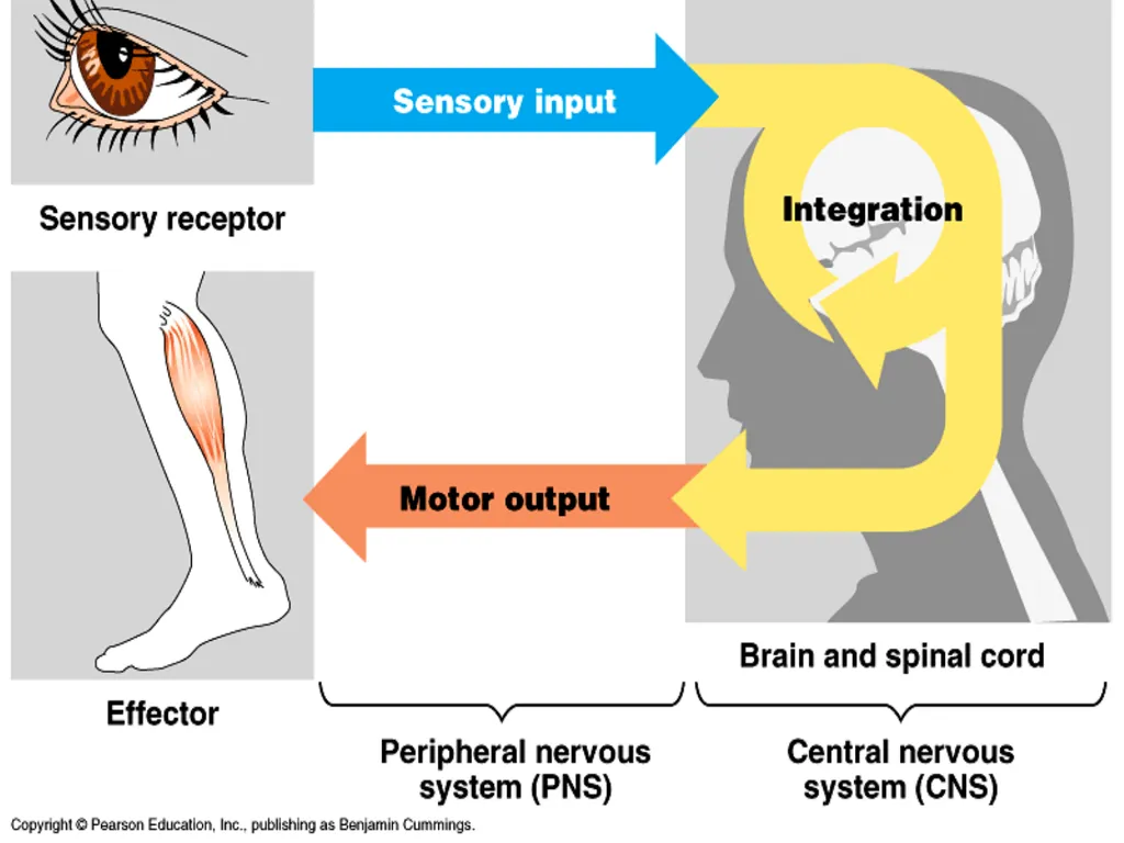 Nervous System: Part I Introduction to the Nervous - slide 10 of 23
