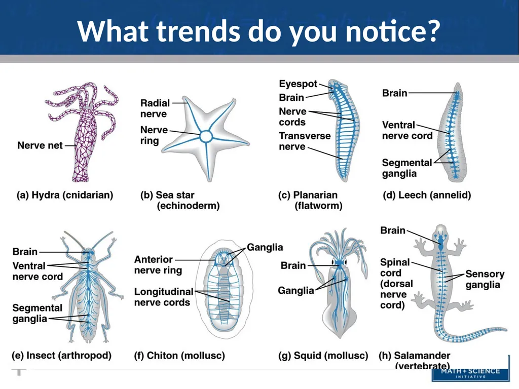 Nervous System: Part I Introduction to the Nervous - slide 6 of 23