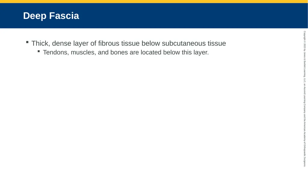 Soft-Tissue Trauma CHAPTER 32 Introduction The - slide 11 of 105