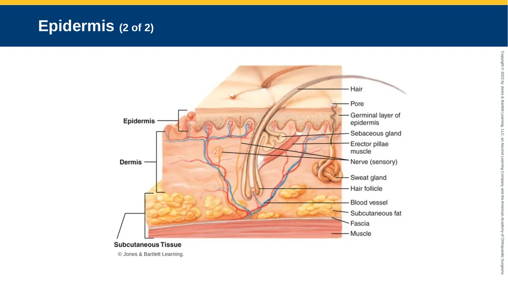Soft-Tissue Trauma CHAPTER 32 Introduction The - slide 8 of 105