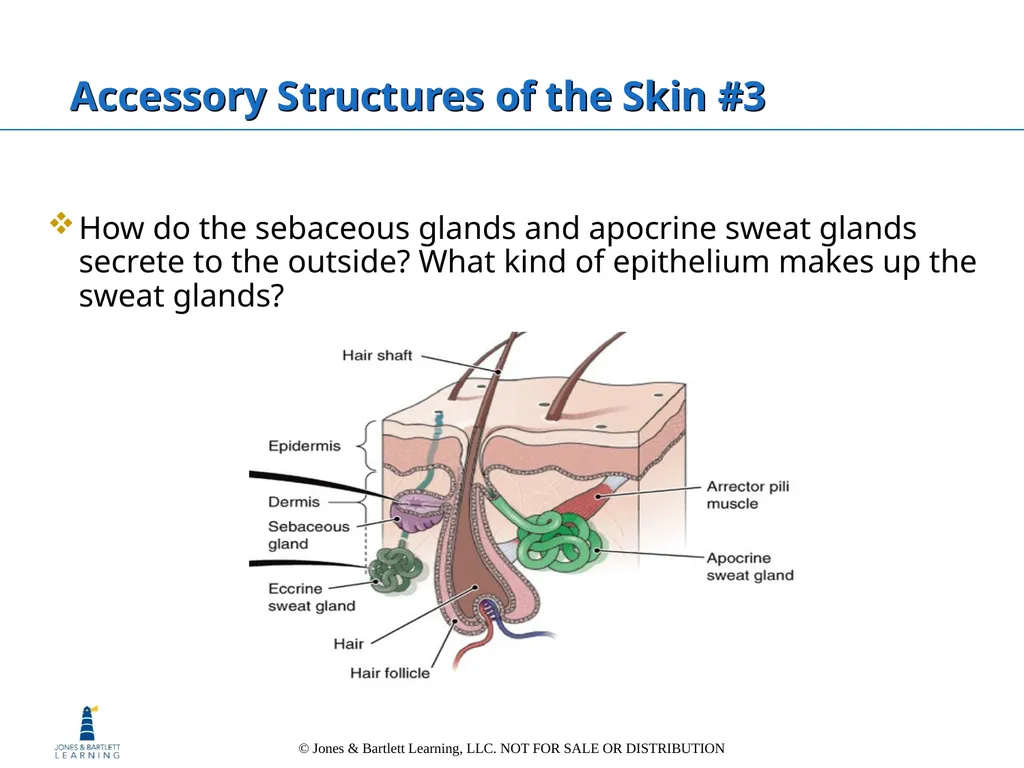 Chapter 6: The Integumentary System Overview Key - slide 27 of 84