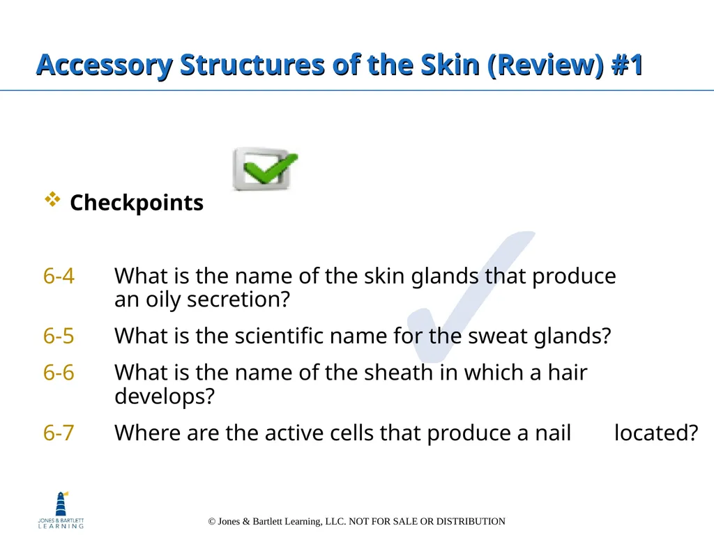 Chapter 6: The Integumentary System Overview Key - slide 32 of 84