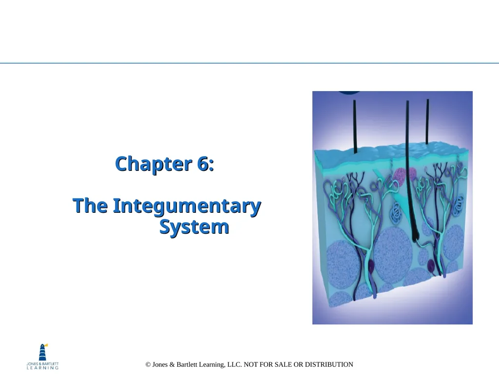 Chapter 6: The Integumentary System Overview Key - slide 1 of 84