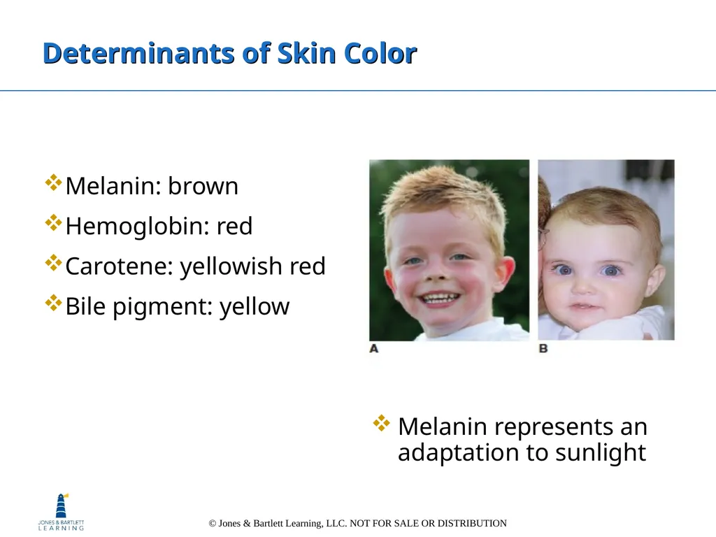 Chapter 6: The Integumentary System Overview Key - slide 46 of 84