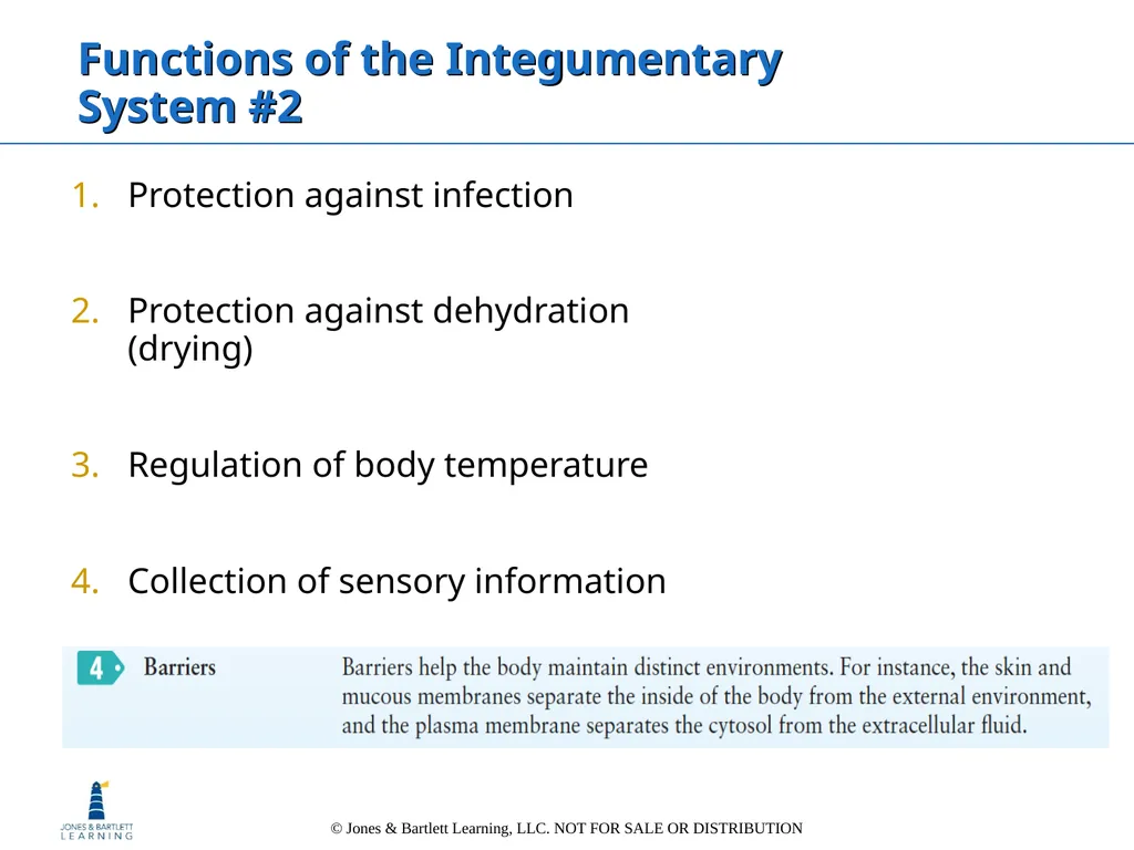 Chapter 6: The Integumentary System Overview Key - slide 36 of 84