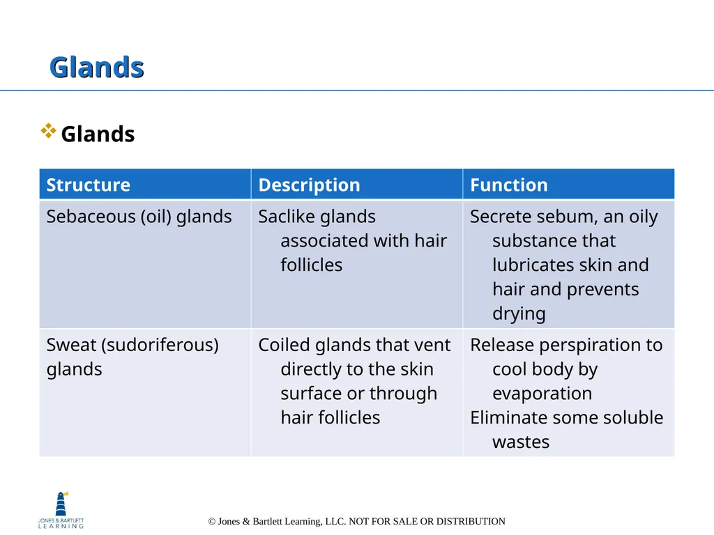 Chapter 6: The Integumentary System Overview Key - slide 30 of 84