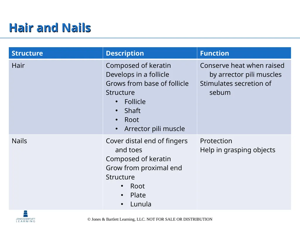 Chapter 6: The Integumentary System Overview Key - slide 31 of 84