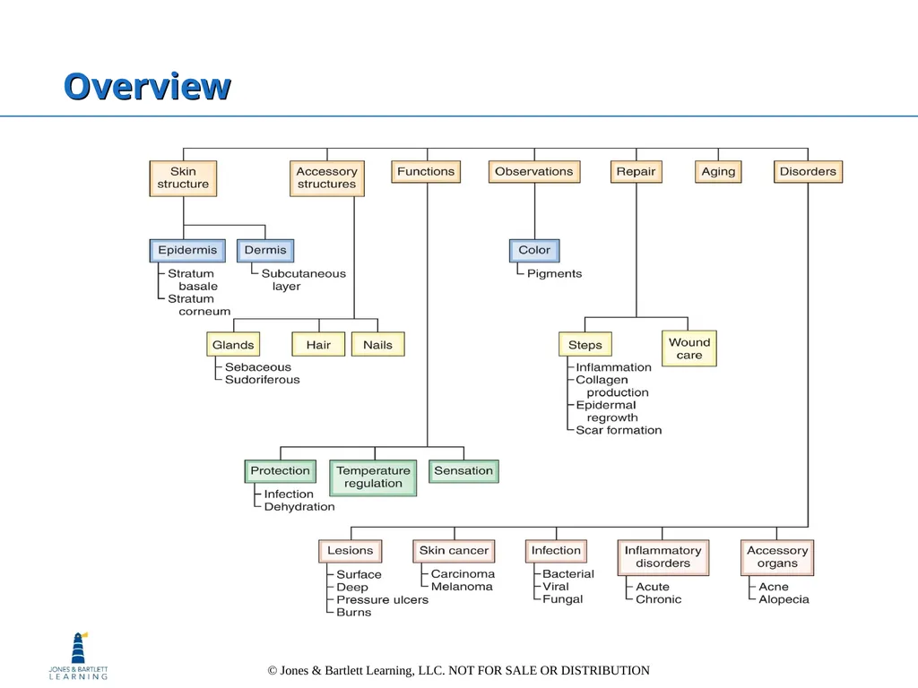 Chapter 6: The Integumentary System Overview Key - slide 2 of 84