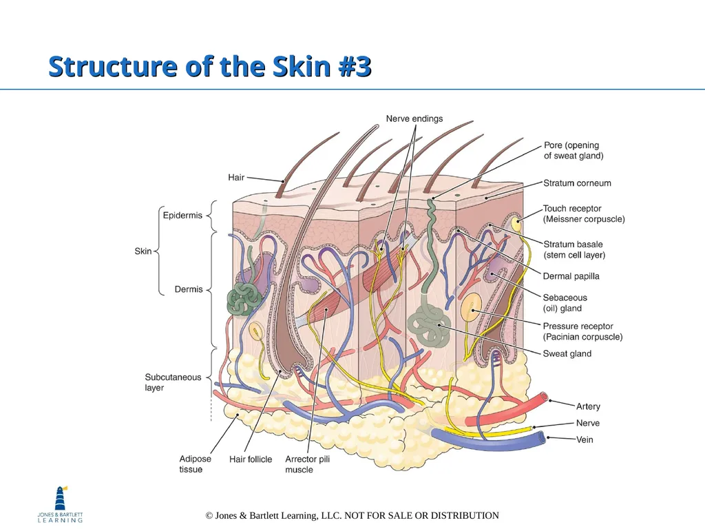 Chapter 6: The Integumentary System Overview Key - slide 19 of 84