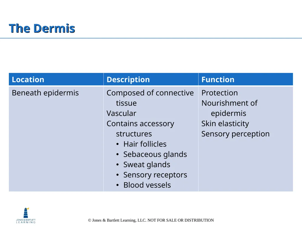 Chapter 6: The Integumentary System Overview Key - slide 17 of 84