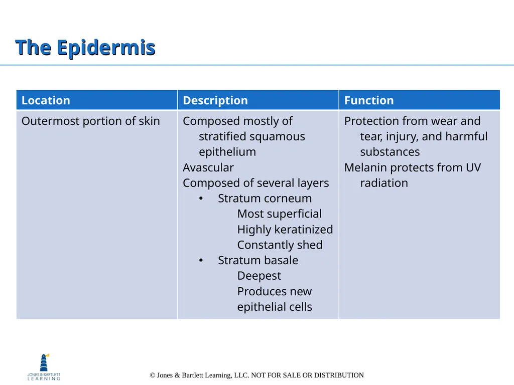 Chapter 6: The Integumentary System Overview Key - slide 16 of 84