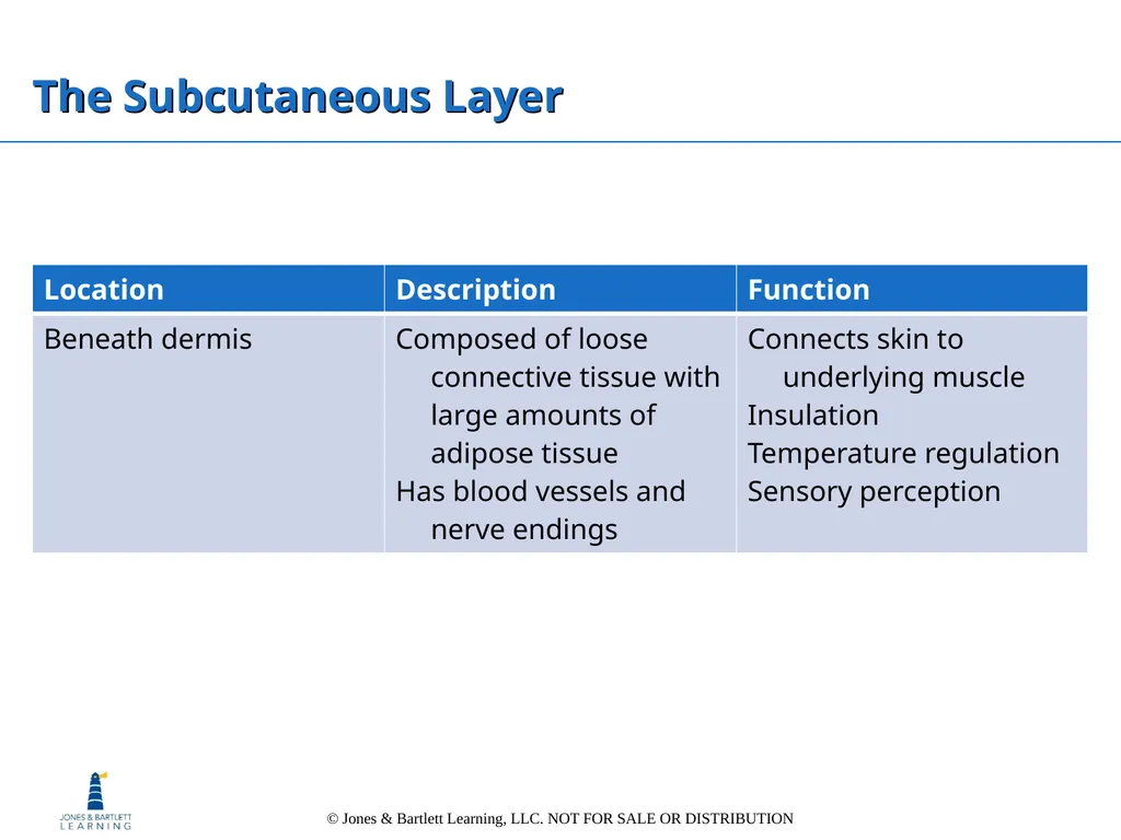 Chapter 6: The Integumentary System Overview Key - slide 18 of 84