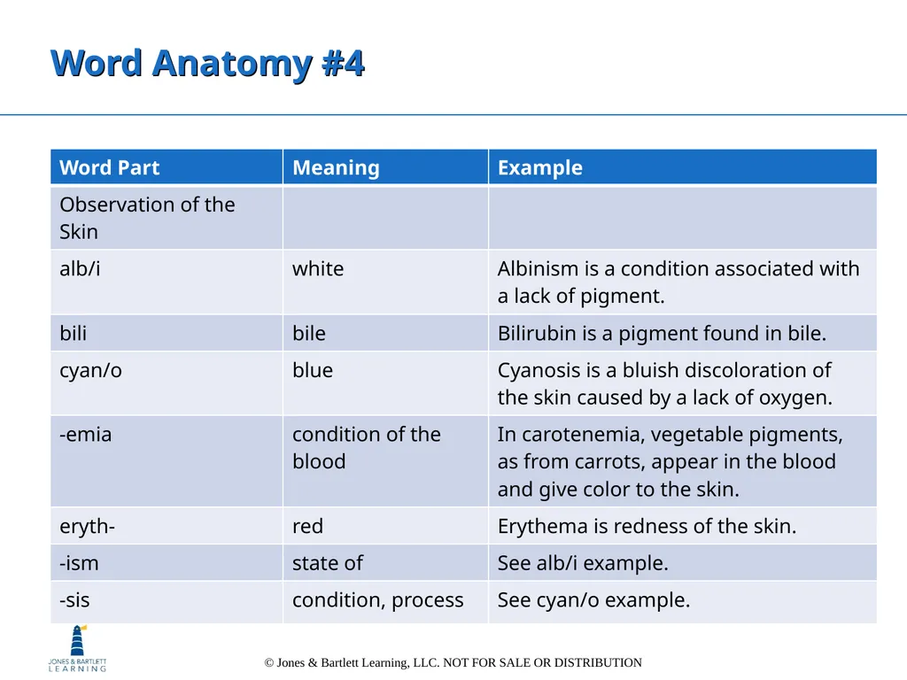Chapter 6: The Integumentary System Overview Key - slide 83 of 84