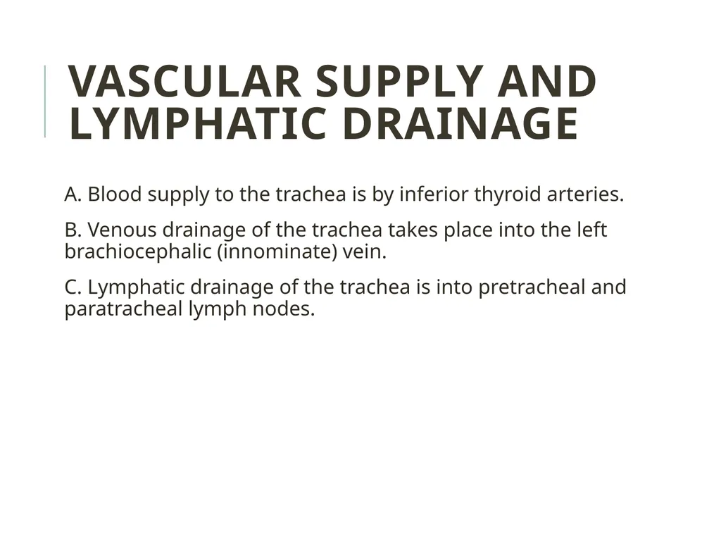 Trachea BY MBBSPPT.COM The Trachea is also called - slide 22 of 32