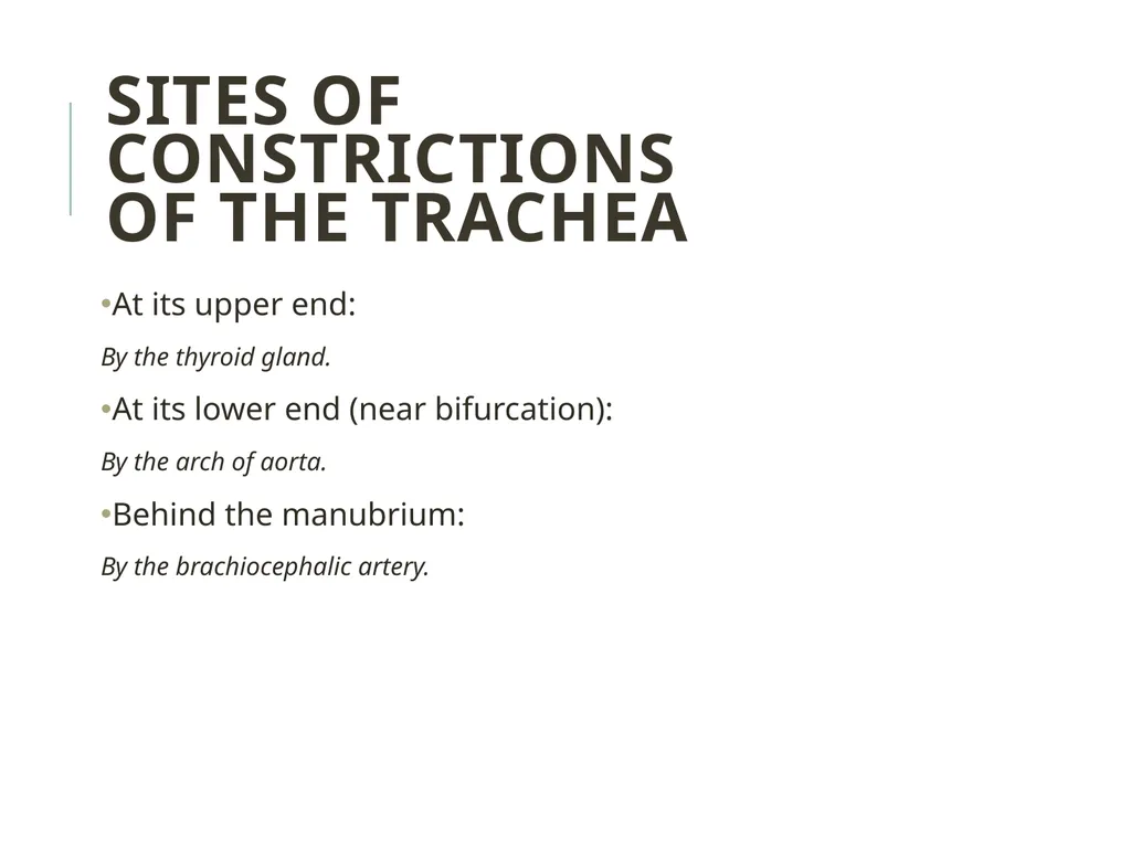 Trachea BY MBBSPPT.COM The Trachea is also called - slide 20 of 32