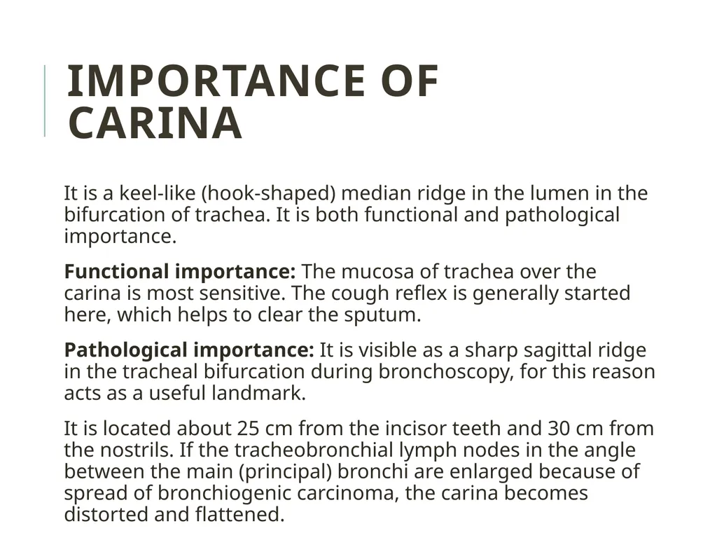 Trachea BY MBBSPPT.COM The Trachea is also called - slide 28 of 32