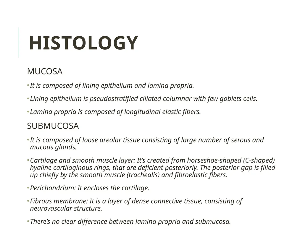 Trachea BY MBBSPPT.COM The Trachea is also called - slide 21 of 32